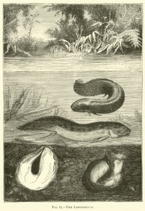 Lepidosiren by English School