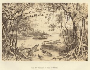 Zambesi