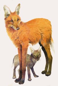 The Maned Wolf, found in South America by English School