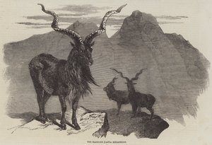 Markore, Capra Megaceros (gravür) by English School