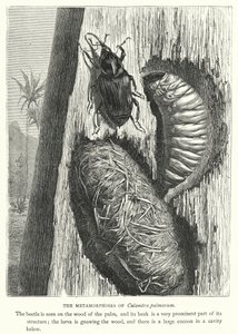 Calandra palmarum