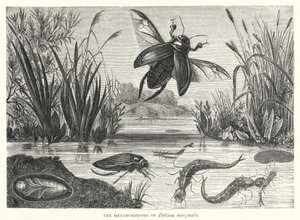 Dytiscus marginalis