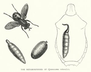 Gymnosoma rotundata