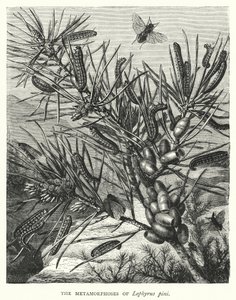 Lophyrus pini