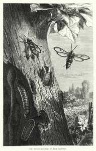 Sesia apiformis