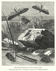 Caddis Sineklerinin Metamorfozları, Phryganea flavicornis, Phryganea rhombica ve Phryganea fusca (gravür) by English School