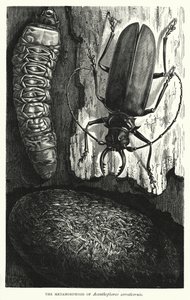 Acanthophorus serraticornis