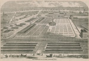 Metropolitan Sığır Pazarı, Kopenhag Fields, Londra