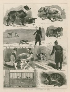 Köpekler için Yeni Polis Düzenlemeleri by English School