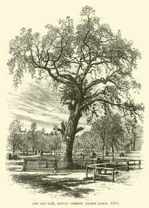 Old Elm, Boston Common, yıkıldı, 1876 by English School