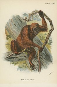 Orangutan by English School