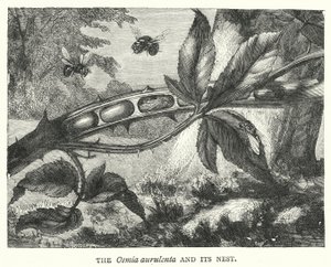 Osmia aurulenta ve Yuvası (gravür) by English School