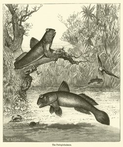 Periophthalmus (gravür) by English School