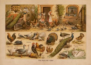 The Poultry Yard (renkli taşbaskı) by English School