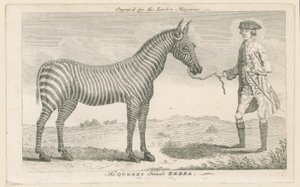 Queens Dişi Zebra by English School
