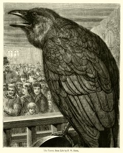 Kuzgun, Yaşamdan (gravür) by English School