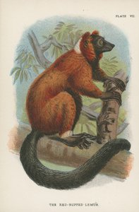 Kırmızı-Ruffed Lemur by English School