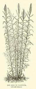 Filistin Reed, Arundo donax by English School