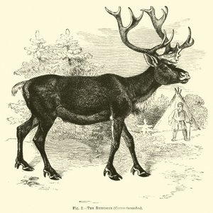 Ren geyiği, Cervus tarandus by English School