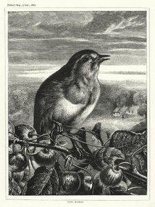 Robin (gravür) by English School