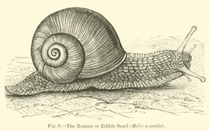 Roma veya Yenilebilir Salyangoz (Helix pomatia) by English School