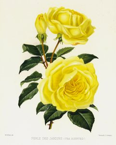 Gül Bahçesi: Perle Des Jardins, Çay Kokulu by English School