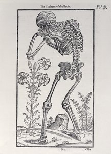 John Banister (1540-1610), 1578 tarafından yayınlanan İnsan Tarihinden Arka Plakanın İskeleti by English School