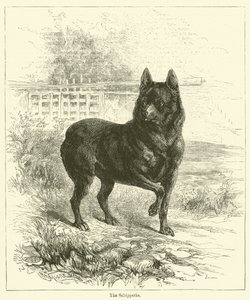 Schipperke (gravür) by English School