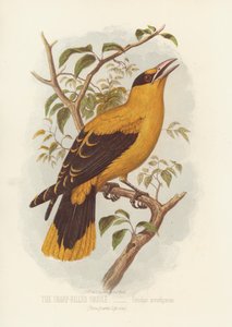 Keskin Faturalı Sarımsak, Oriolus Acrorhyncus (renkli taş) by English School