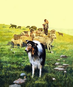 Çoban Köpeği, 