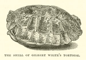 Gilbert White