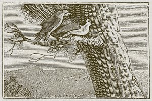 Hasta Uçurtma (gravür) by English School