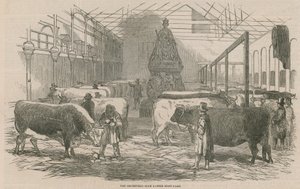 Smithfield Club Sığır Gösterisi Yard by English School