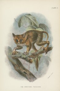 Spektral Tarsier by English School