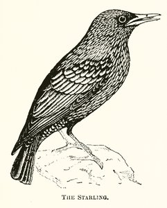 Starling by English School