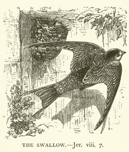 Kırlangıç, Jer, viii, 7 (gravür) by English School