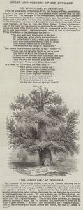 Sydney Oak, Penshurst