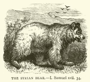 Suriye Ayısı, I, Samuel, xvii, 34 (gravür) by English School