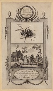 Tarantula, sokulanları iyileştirme yöntemi ile Müzik ve Dans (gravür) ile gerçekleştirilir. by English School