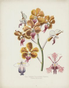 Üç Renkli Vanda, Vanda Tricolor by English School