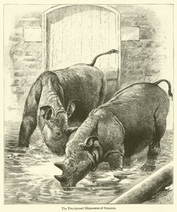 Sumatra