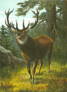 Wapiti by English School