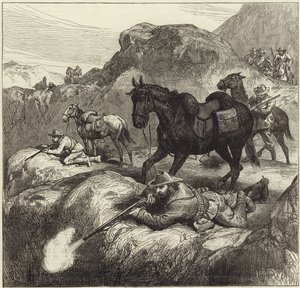 Transvaal
