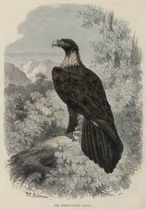 Kama Kuyruklu Kartal (renkli gravür) by English School