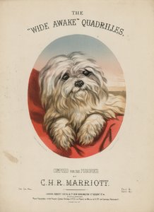 Uyanık Dörtgenler by English School