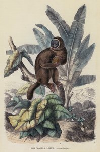 Yünlü Lemur, Lemur laniger (renkli gravür) by English School