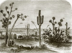 The giant cereus by English School
