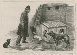 Kayıp ve aç köpekler için ev by English School