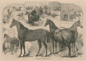 Tarım Salonunda at gösterisi by English School