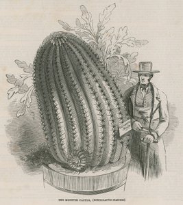 Canavar kaktüs (Echinocactus stainesh), Kraliyet Bahçeleri, Kew, Londra by English School